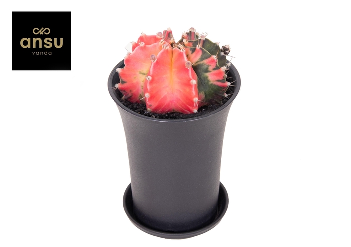 <h4>Gymno Cactus 'Variegated' XL EXTRA COLORED</h4>