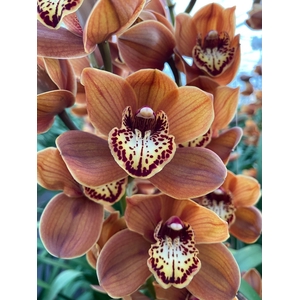 Cymbidium Westflor