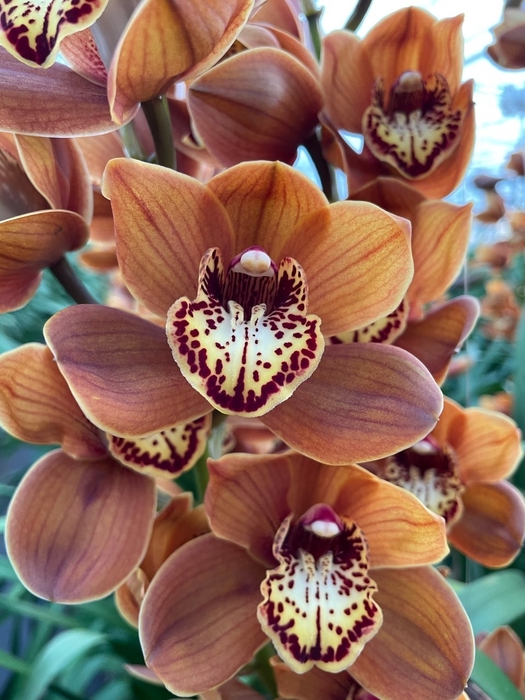 <h4>Cymbidium Westflor</h4>