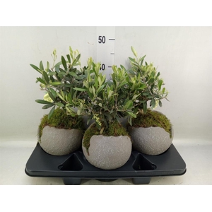 Arr.   Tuinplanten H%