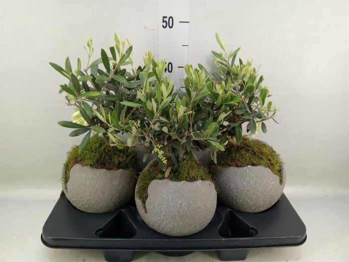 <h4>Arr.   Tuinplanten H%</h4>