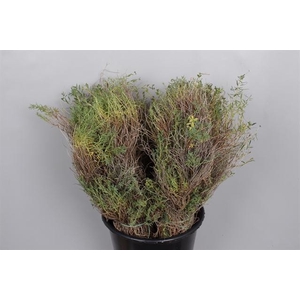 SPINOSA