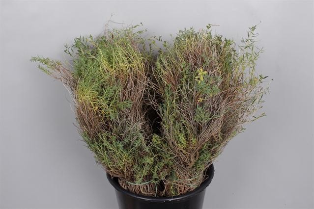 SPINOSA