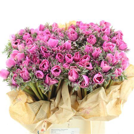 <h4>Anemone Powder Fuchsia</h4>