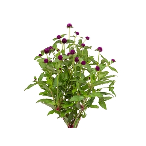 PERPETUA 050 CM ROXO