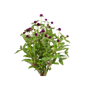 PERPETUA 050 CM ROXO