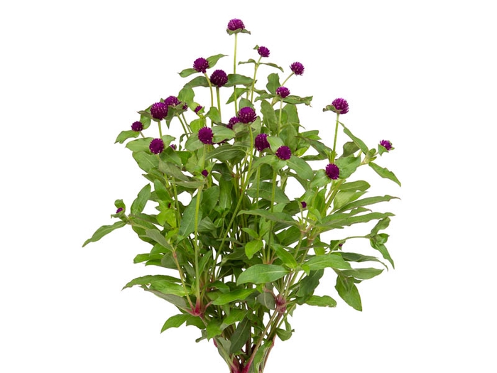 PERPETUA 050 CM ROXO