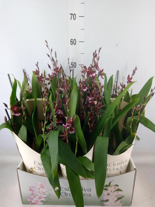 <h4>Burrageara  'Barrocco Red'</h4>