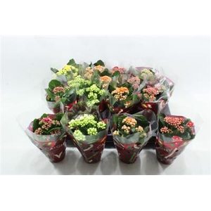 GEMENGDE MINI KALANCHOE