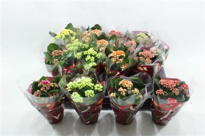 <h4>GEMENGDE MINI KALANCHOE</h4>