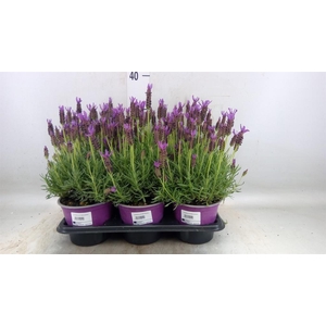 Lavandula stoec.