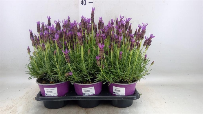 <h4>Lavandula stoec.</h4>
