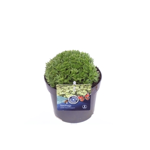 Saxifraga Touran Limegreen