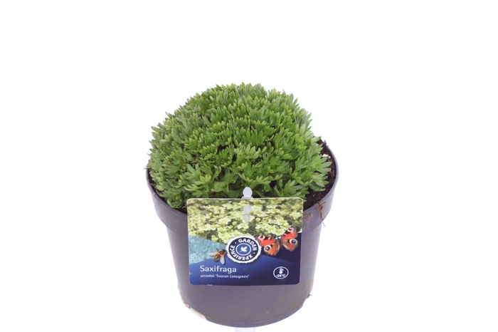 <h4>Saxifraga Touran Limegreen</h4>