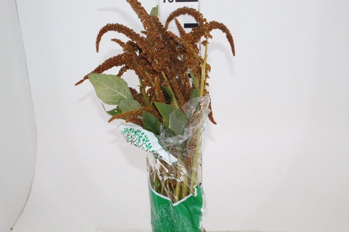 <h4>AMARANTHUS DOBRADO 070 CM BRONZE</h4>