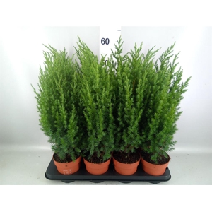 Juniperus chinensis 'Stricta'