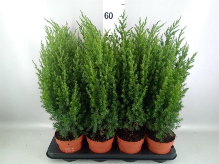 <h4>Juniperus chinensis 'Stricta'</h4>
