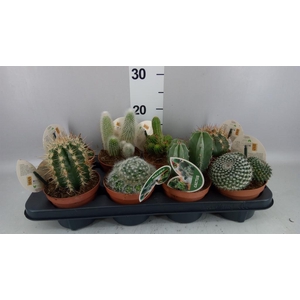 Cactus ...mix