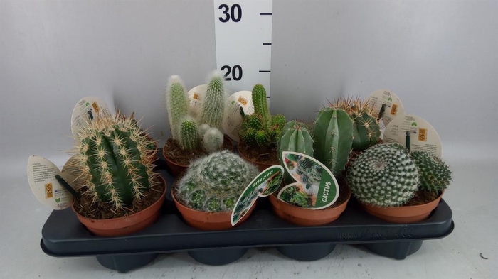 <h4>Cactus   ...mix</h4>