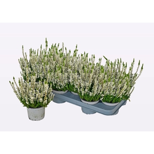 CALLU WIBOS WEISS