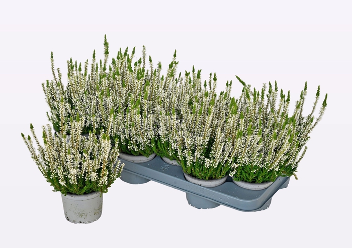 <h4>CALLU WIBOS WEISS</h4>