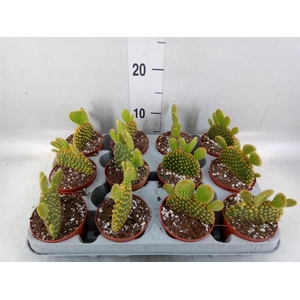 Opuntia microdasys var. pallida