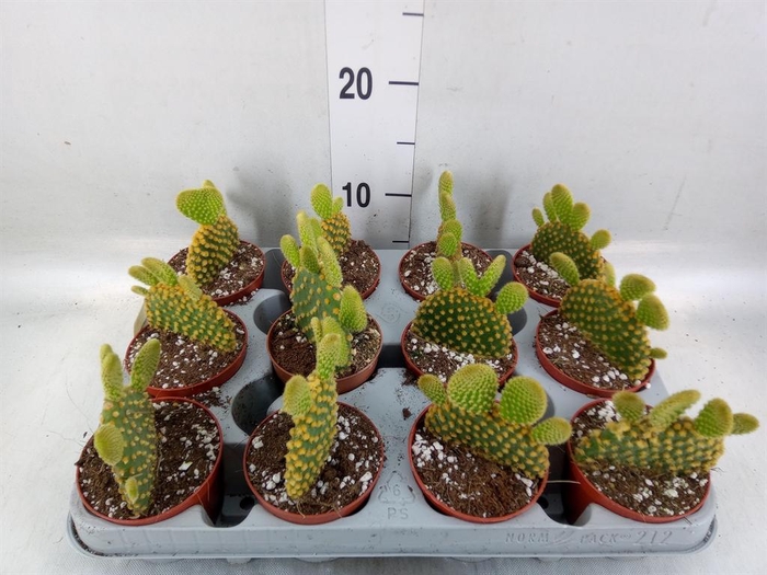 <h4>Opuntia microdasys var. pallida</h4>