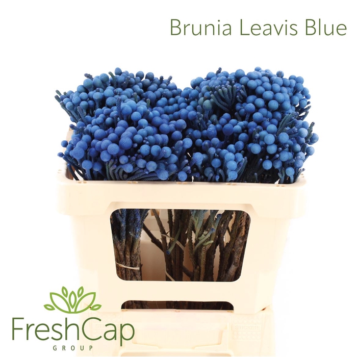 <h4>Brunia Leavis Blue</h4>
