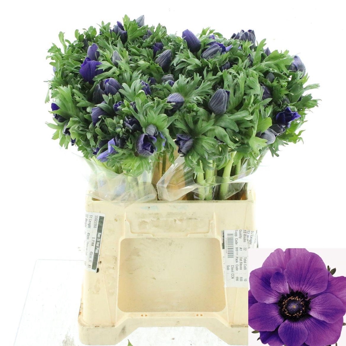 <h4>ANEM CO MAR BLUE</h4>