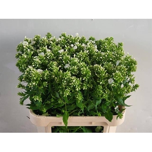 Phlox P Mag Snowdrpz holl