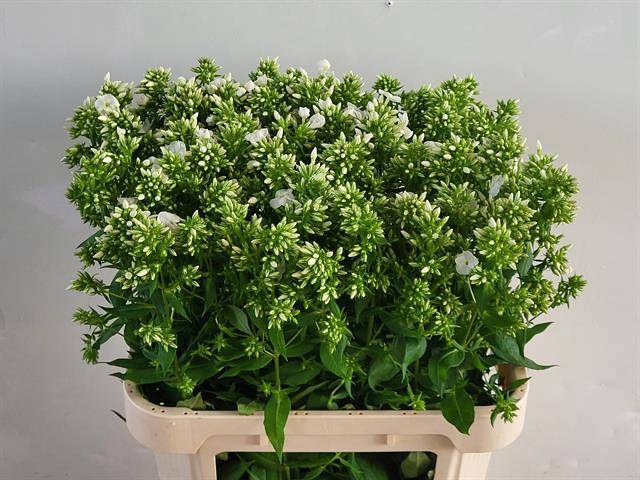 <h4>Phlox P Mag Snowdrpz holl</h4>