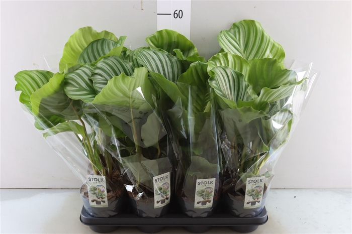 <h4>Calathea Orbifolia</h4>