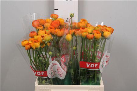 <h4>Ran El Orange</h4>