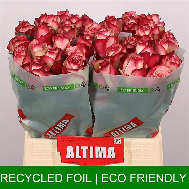 <h4>Rosa large paloma</h4>