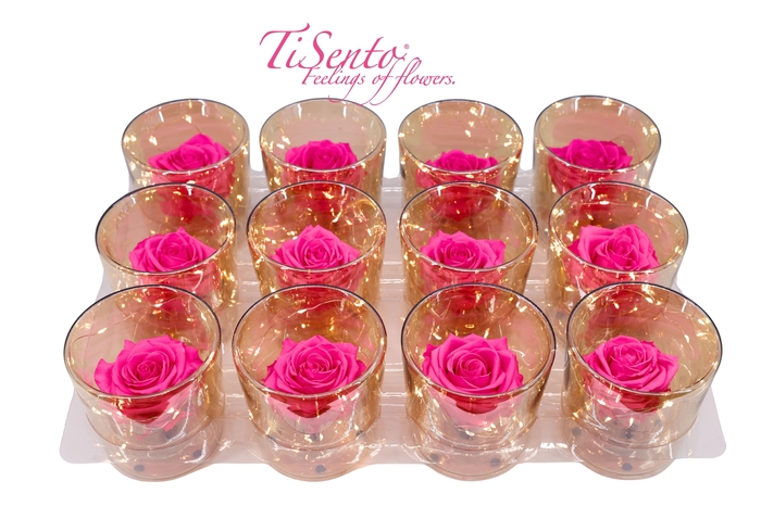 <h4>ARR ROSA POT H%</h4>