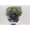 Limonium White Diamond