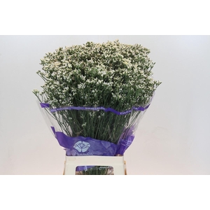 Limonium White Diamond