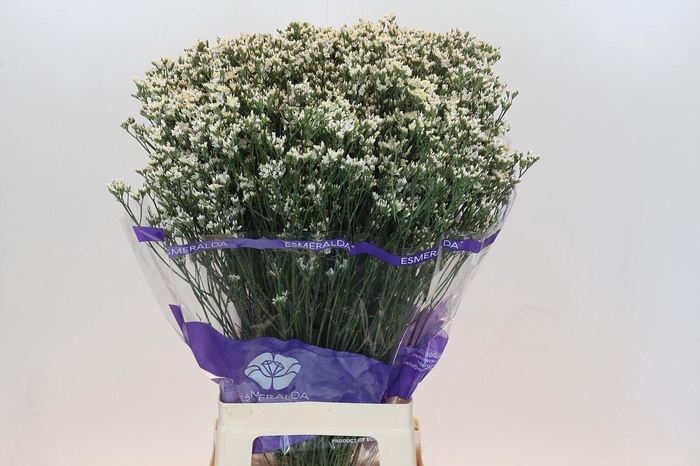 Limonium White Diamond