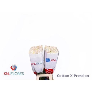 R Gr Cotton X-pression Ec