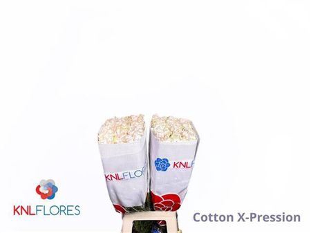 <h4>R Gr Cotton X-pression Ec</h4>