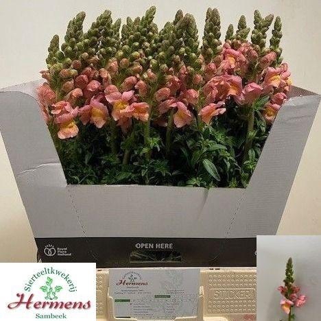 <h4>Antirrhinum Toulon Apricot</h4>