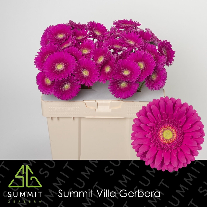<h4>GE GR FLAMENCO Water</h4>
