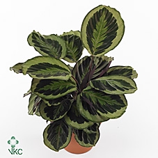 Calathea  'Marion'