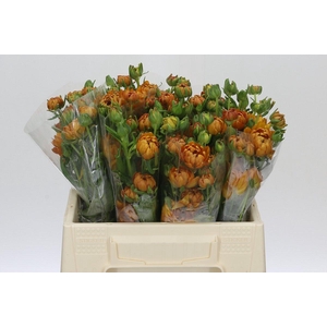 Ranunculus Moderna Vivaldi