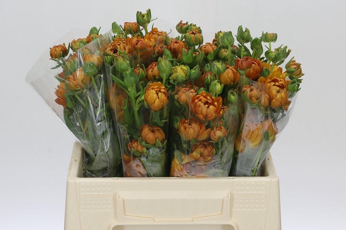 <h4>Ranunculus Moderna Vivaldi</h4>