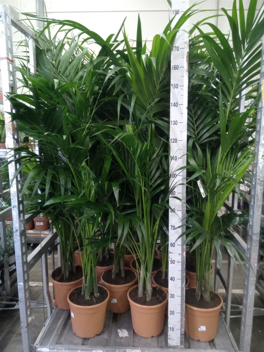 <h4>Howea forsteriana</h4>