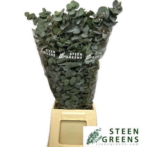 <h4>EUC CINEREA PER BOS</h4>