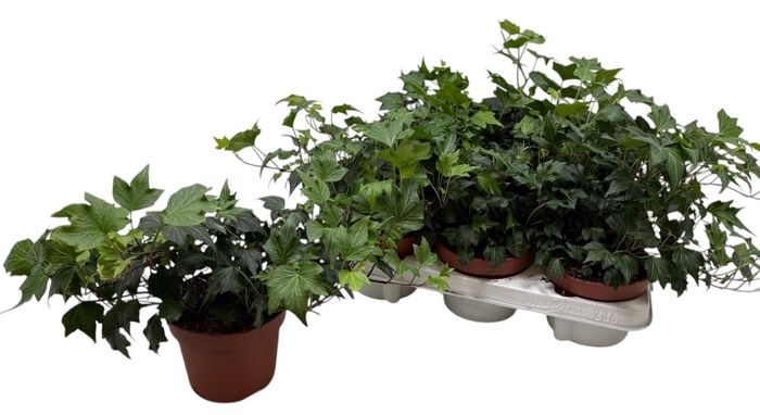 <h4>HED HE GREEN RIPPLE</h4>