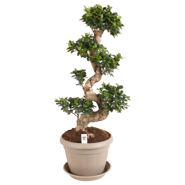 <h4>Ficus m. Ginseng in ø35cm Deco pot Taupe with Saucer S-Shape</h4>