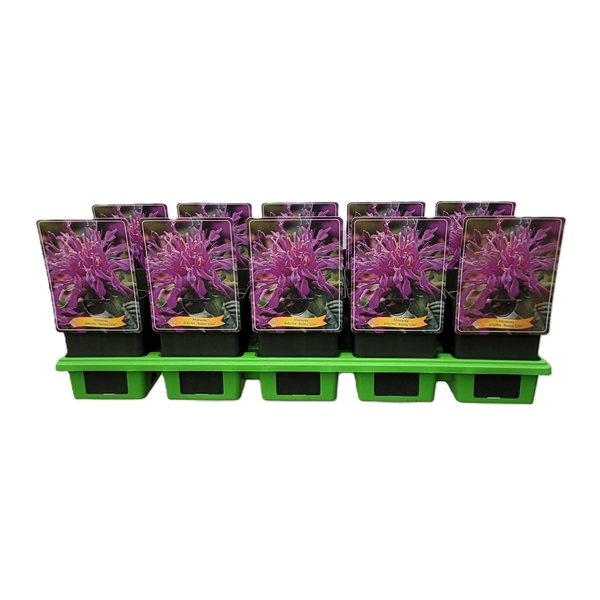 <h4>Monarda didya 'Balmy Lilac' P11</h4>